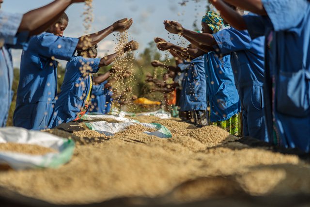 Fully washed coffee production