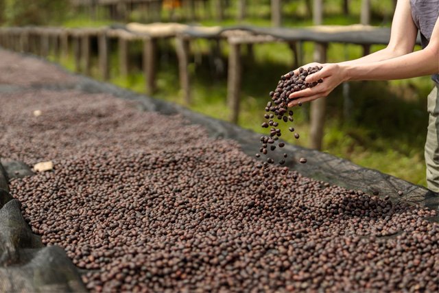 Natural Coffee production